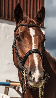 DC huvud Vallatorp 2012