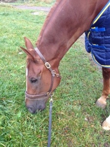 DC betar lite under sin morgonpromenad