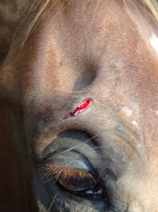 Klanthästen gick in i en hylla som han gått förbi varje dag i två månader...