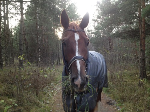 DC med kandar 2012-11-07