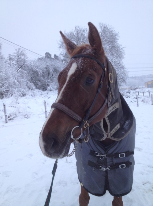 Hittills har det varit promenader och longering.