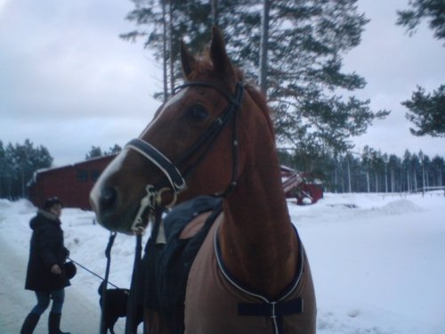 Nalle gillar vintern!