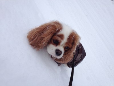 Chichi sällskapsdam