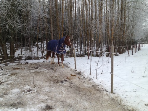Hagen gör sitt för konditionen - särskilt när man har en lekkompis