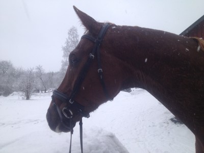 DC efter skogstur 2013-02-06