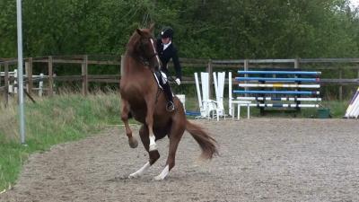 Levad med vänstersluta