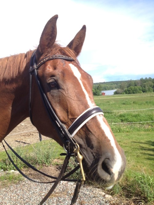 DC med Nalles kandar