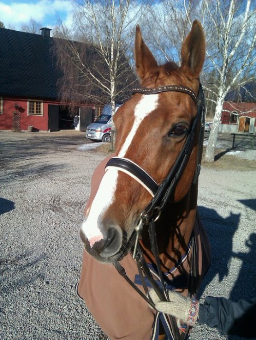 Nalle innan tävling