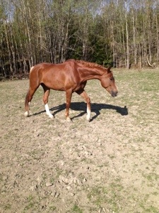 Kan man ha en bättre morgon än när ens häst kommer till en i hagen?