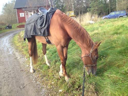 LLsIphone 130530 1038