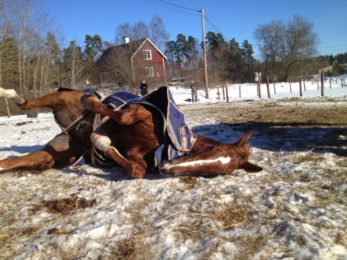 LLsIphone 130530 1781