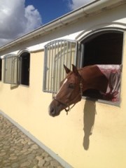 WBS kallas mitt stall