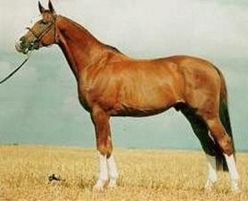 Bild från http://www.sporthorse-data.com/