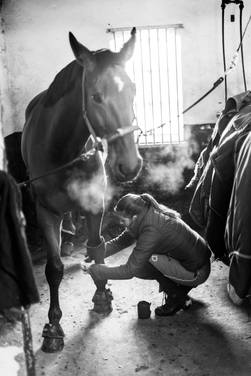Louise Lindström lindar benen på en av unghästarna