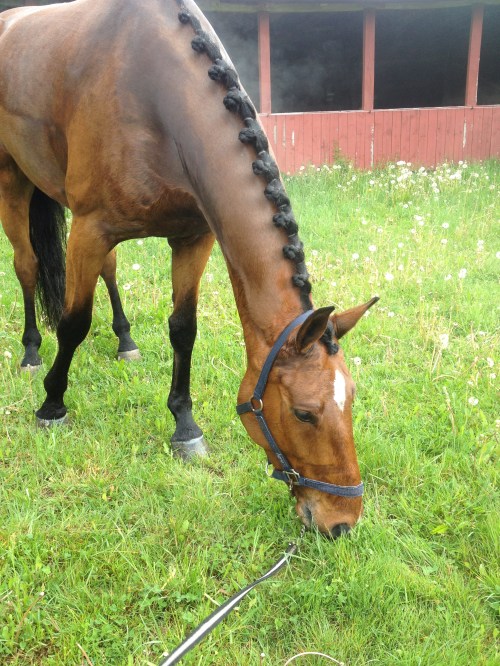 Bacchi efter dr-ex 2