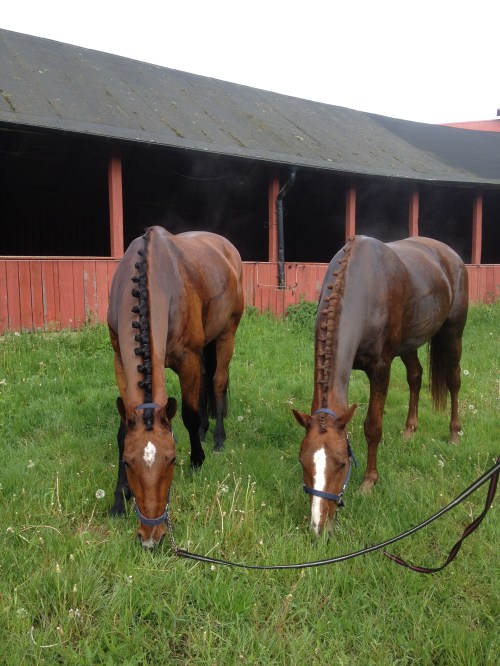 Bacchi och Beijing efter dr-ex