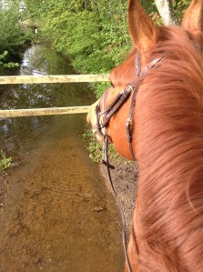 Bäckträningen går strålande!