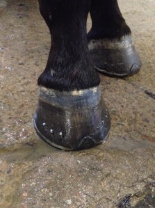 Hov redo för 3-årstest!