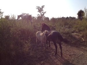 Lilla isländsfölet skrek som en tok efter sin elaka mamma som tröttna på den och gömt sig :(