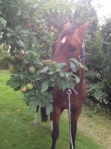 Lord Lexington i mattes trädgård