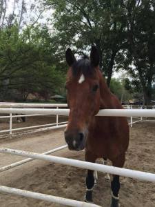 13118917_1197781553601400_5808201582267722171_n