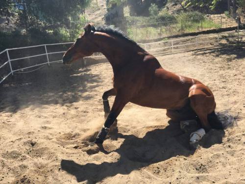 13293346_10157050115810473_1472113365_n